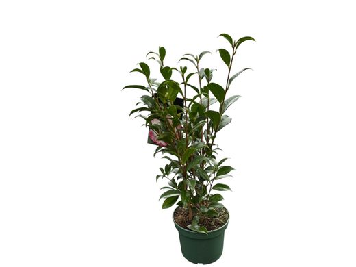 Camelia x williansii Buttons bows