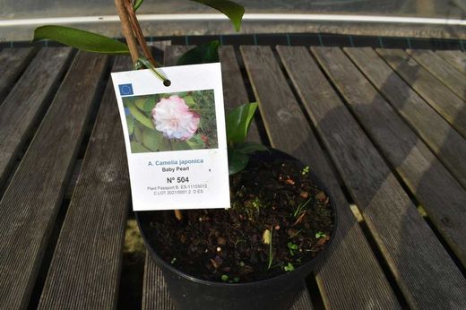 Camellia japonica "Baby pearl"