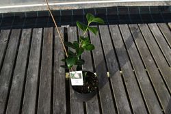 Camellia japonica "Baby pearl"