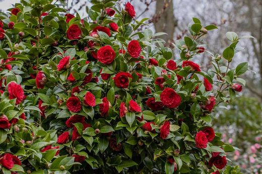 Camellia japonica "Black lace"