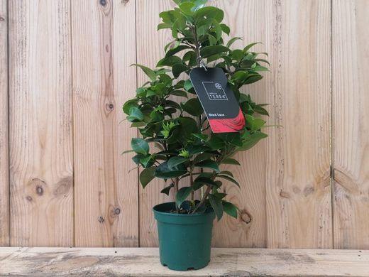 Camellia japonica "Black lace"