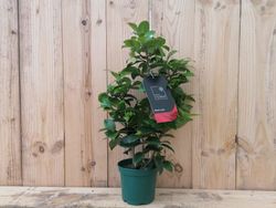 Camellia japonica "Black lace"