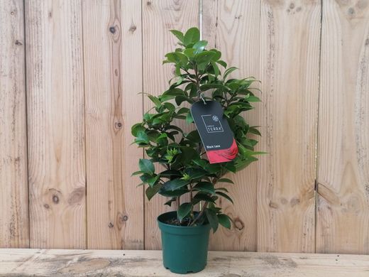 Camellia japonica "Black lace"