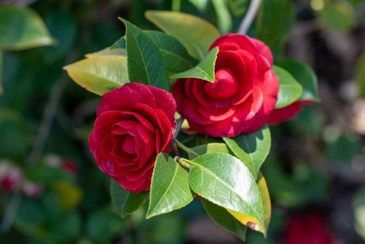 Camellia japonica "Black lace"