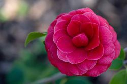 Camellia japonica "Black lace"