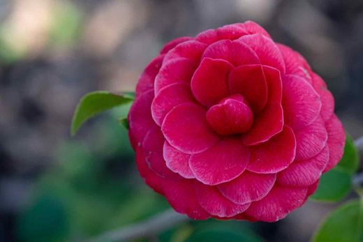 Camellia japonica "Black lace"
