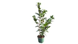 Camellia japonica "Black lace"