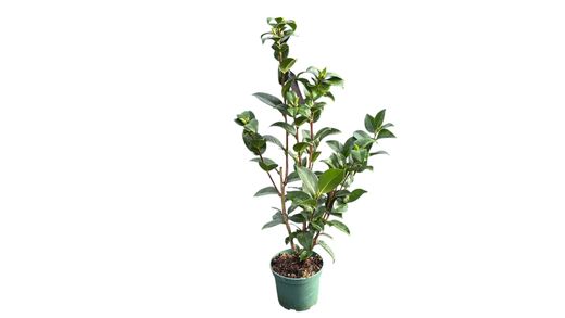 Camellia japonica "Black lace"
