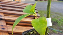 Camellia japonica candy Apple em vaso de 9 cm
