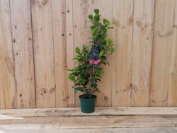 Camellia japonica "Cassandra"