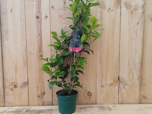Camellia japonica "Cassandra"