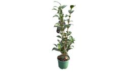 Camellia japonica "Cassandra"
