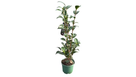 Camellia japonica "Cassandra"