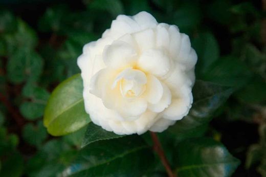 Camellia japonica dahlonega