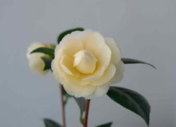 Camellia japonica dahlonega