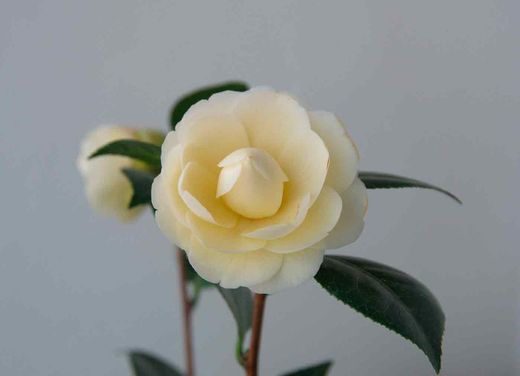 Camellia japonica dahlonega