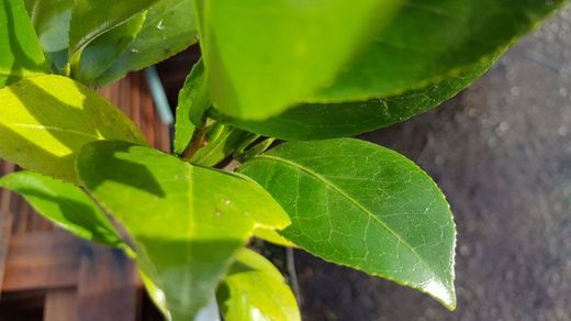 Camellia japonica dahlonega