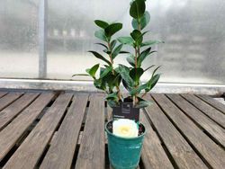 Camellia japonica dahlonega