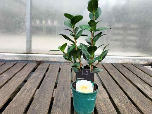 Camellia japonica dahlonega