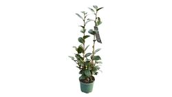 Camellia japonica dahlonega