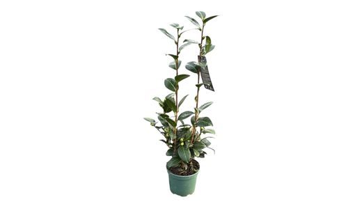 Camellia japonica dahlonega