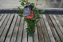 Camellia japonica "Dama de Tollo"
