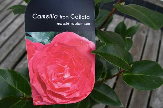 Camellia japonica "Dama de Tollo"