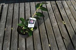 Camellia japonica "Gay chieftain"
