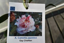 Camellia japonica "Gay chieftain"
