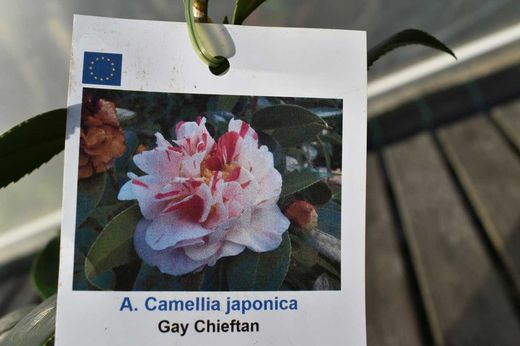Camellia japonica "Gay chieftain"