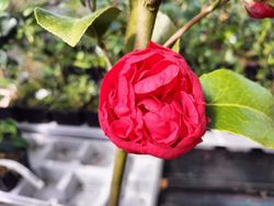 Camellia japonica "Kramer's supreme"
