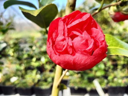 Camellia japonica "Kramer's supreme"