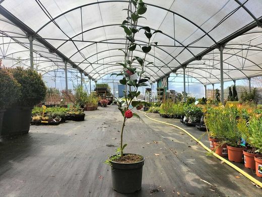 Camellia japonica "Kramer's supreme"
