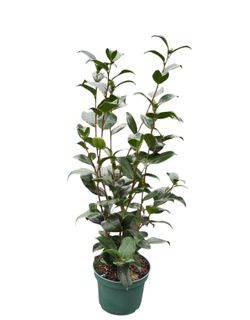 Camellia japonica "Kramer's supreme"
