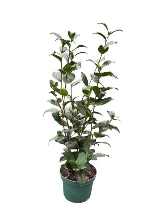 Camellia japonica "Kramer's supreme"