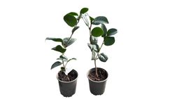 Camellia japonica "Lady Campbell"