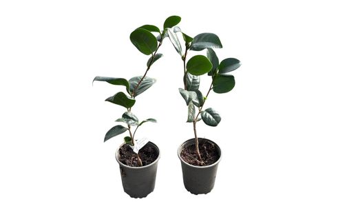 Camellia japonica "Lady Campbell"