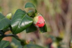 Camellia japonica "Lady Campbell"