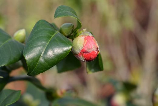 Camellia japonica "Lady Campbell"