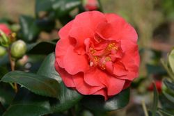 Camellia japonica "Lady Campbell"