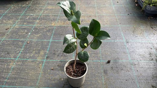 Camellia japonica "Lady Campbell"