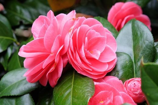 Camellia japonica "Lady Campbell"