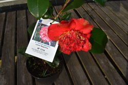 Camélia japonesa Leonor Magariños