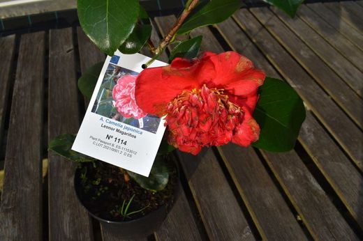 Camélia japonesa Leonor Magariños