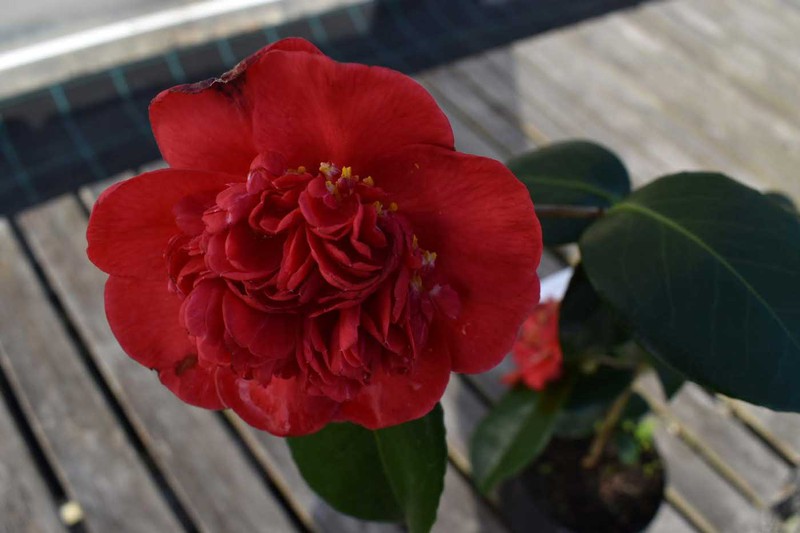 Camellia japonica Leonor Magariños — Plantamus Vivero online