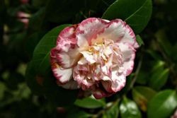 Camellia japonica "Margaret davis"