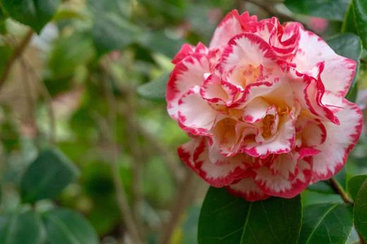 Camellia japonica "Margaret davis"