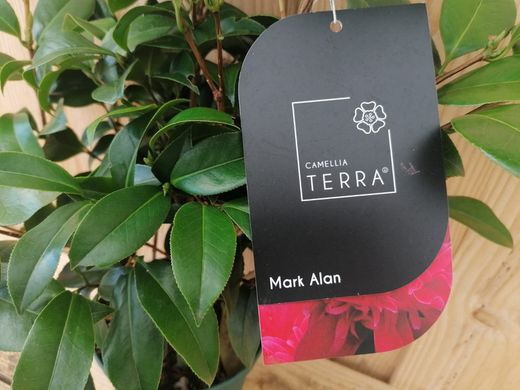 Camellia japonica "Mark Alan"