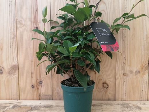 Camellia japonica "Mark Alan"