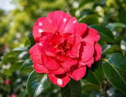 Camellia japonica Nishiki Kirin – Camelia bicolor